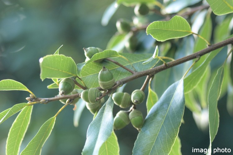 Brillia 北浦和　シラカシ