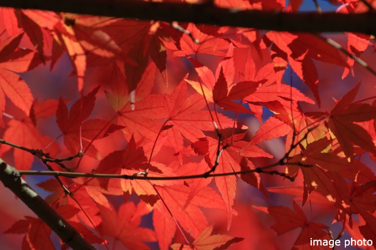 Brillia 北浦和　イロハモミジ