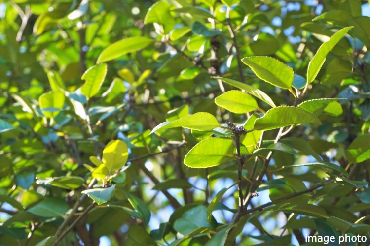 Brillia 北浦和　モチノキ