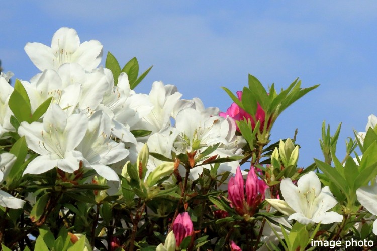 Brillia 北浦和　ヒラドツツジ