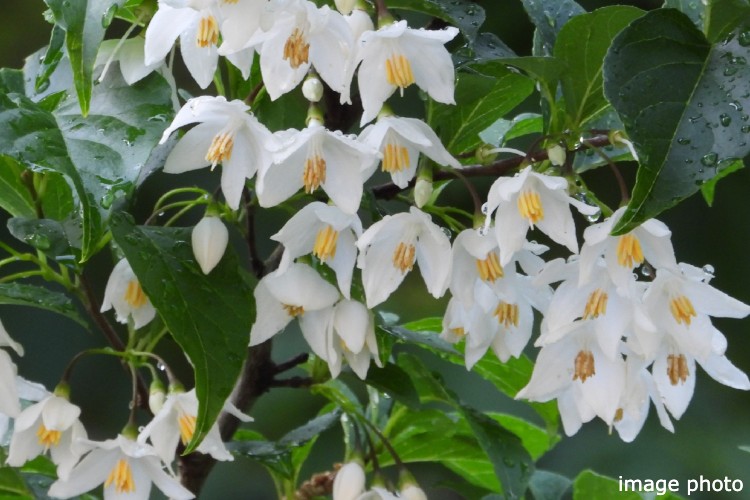 Brillia 北浦和　エゴノキ