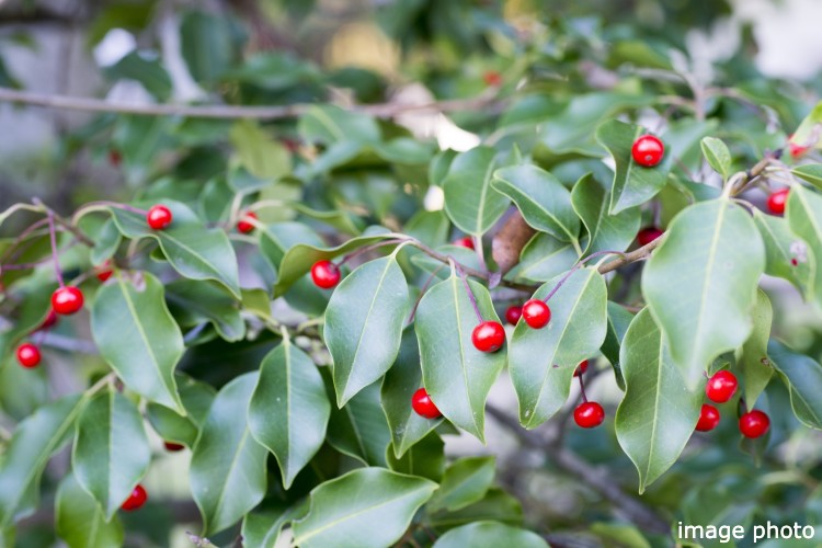 Brillia 北浦和　ソヨゴ