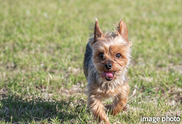 Brillia 西国立　Comfortable　快適性　ペットと暮らせるマンション