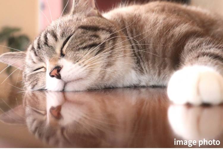 Brillia 上野 Garden　Comfortable　快適性　ペットと暮らせるマンション