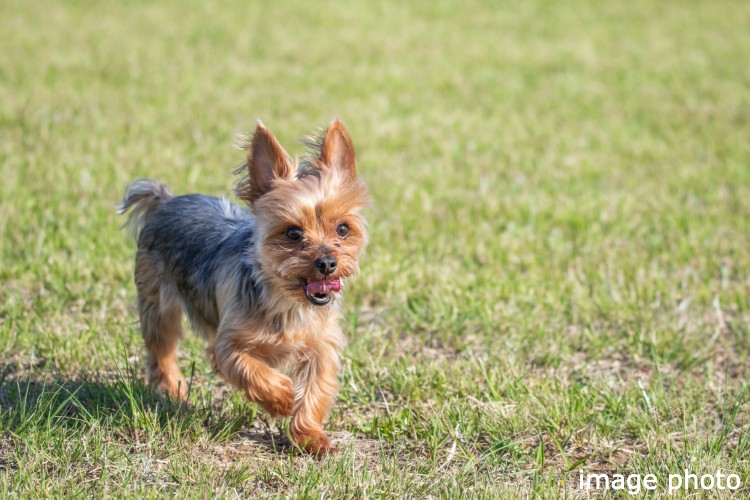 白金ザ・スカイ　ペット足洗い場