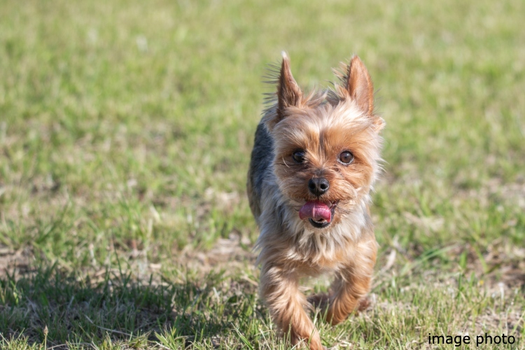 Brillia 大島　Comfortable　快適性　ペット飼育可・ペット足洗い場