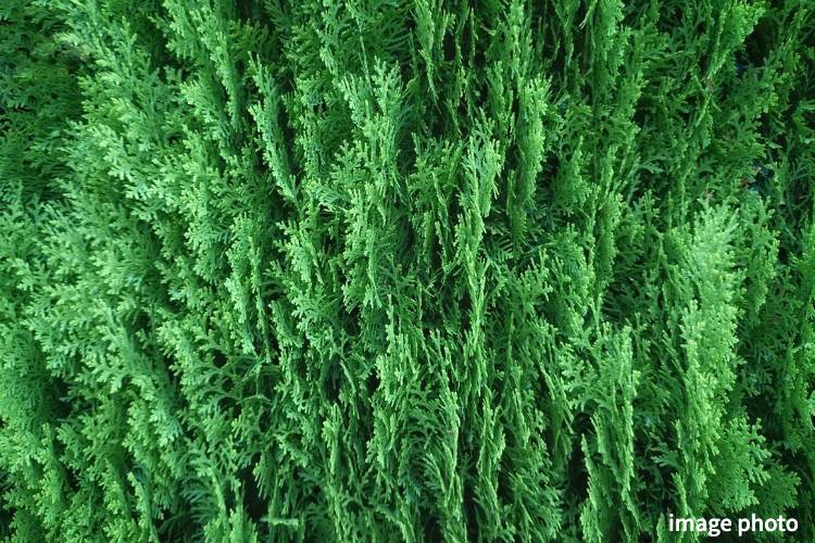 Brillia 八潮　レイランディ