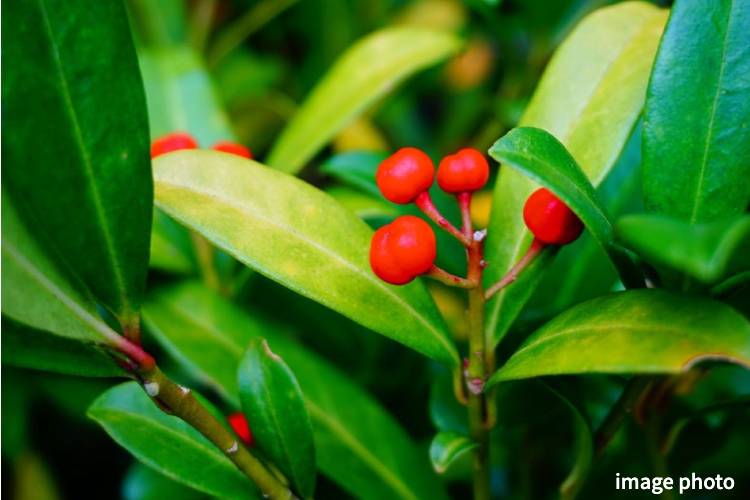 Brillia 八潮　チャイニーズホーリー