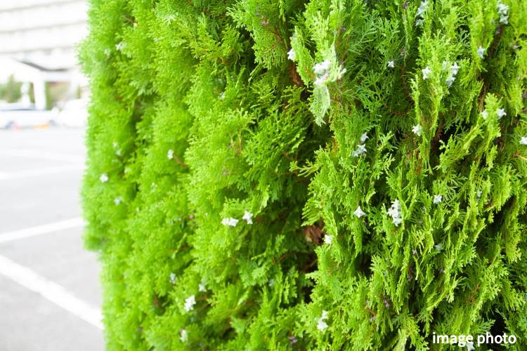 Brillia 八潮　コノデガシワ