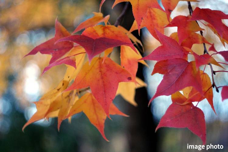 Brillia 八潮　トウカエデ