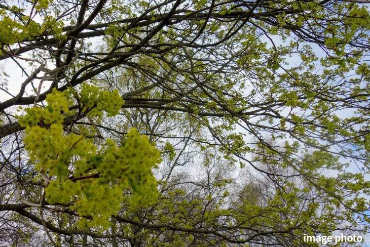 Brillia 八潮　ノルウェーカエデ