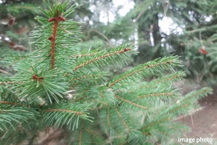 Brillia 八潮　ドイツトウヒ