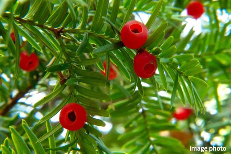 Brillia 八潮　イチイ