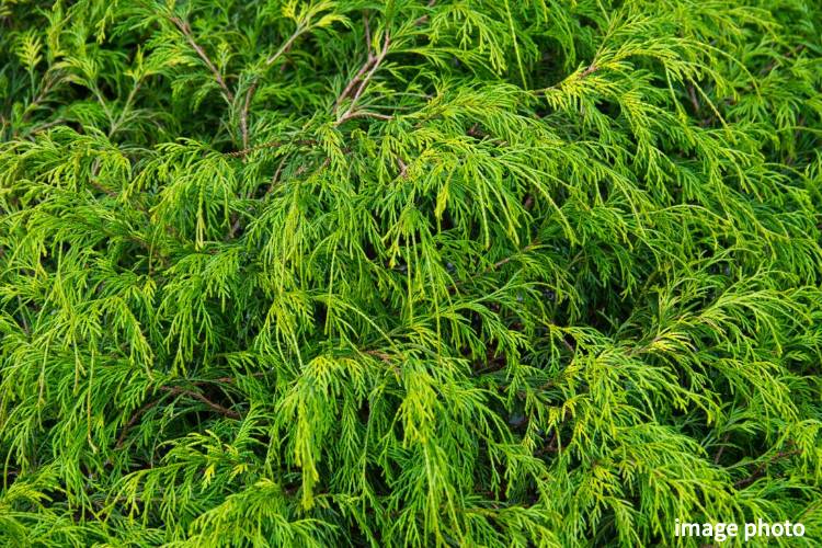 Brillia 八潮　ヨーロッパゴールド