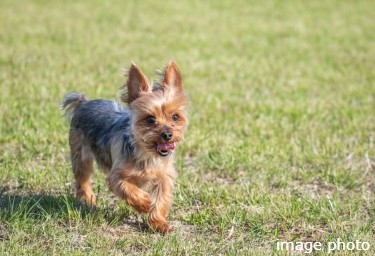 Brillia Tower 有明 MID CROSS　Tower Life　ペット足洗い場