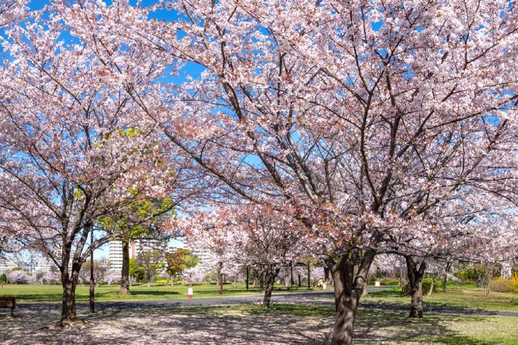 Brillia 大島 Parkside　身近に広がる美しい自然