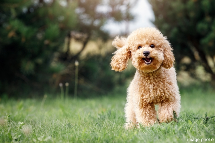 Brillia 目黒大橋　Soft service　ソフトサービス　ペット足洗い場