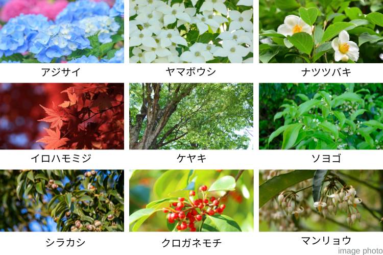 Brillia 志木 Garden　豊富な植栽