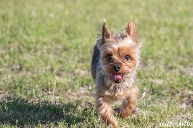 Brillia 志木 Garden　Comfortable　快適性　ペットの飼育可能