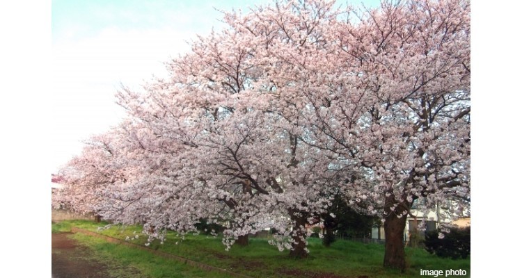 Brillia 駒込染井 明暦三年(1657年)、津藩藤堂家の下屋敷が設置されました。出入していた植木職人の伊藤家は代々伊兵衛を名乗り、幕府御用の職人として江戸一の庭師でした。江戸末期、野生の大島桜を母体に新種の桜をつくり世に出すと、数年で江戸一帯に伝播しました。地域名を冠して「染井吉野」と改名した後は、瞬く間に全国へ広まり、今では桜の代名詞といわれる存在になっています。この地で継承された園芸とは、植物を素材とした美的な文化・芸術であり、新しい技術を磨き、更なる美を追求する“芸道”です。染井吉野は、名にし負う植木職人たちがそんな芸道の観点に立ち、幾世代にも渡る改良から生み出してきた、まさに園芸の神髄といえるものです。