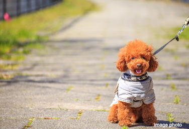 Brillia 稲毛海浜公園 　ペット足洗い場
