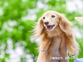 Brillia Tower 所沢ロジュマン　ペットと暮らせるマンション