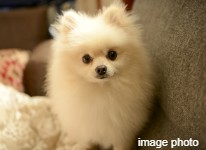 Brillia 蕨 Equipment 設備・仕様 ペット専用の足洗場