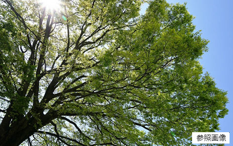 Brillia 辰巳 CANAL TERRACE　ケヤキ