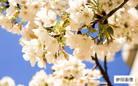 Brillia 辰巳 CANAL TERRACE　オオシマザクラ