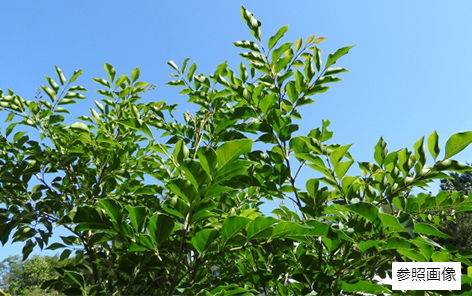 Brillia 辰巳 CANAL TERRACE　シマトネリコ