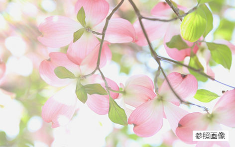 Brillia 辰巳 CANAL TERRACE　ハナミズキ