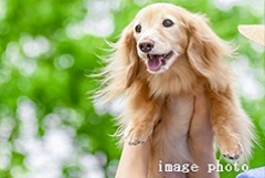 Brillia 武蔵小杉 　ペットの飼育可能