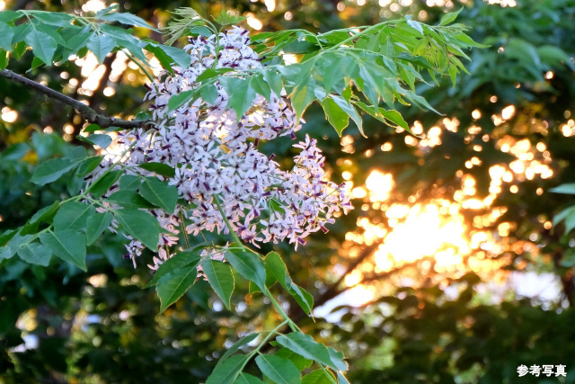 Brillia WELLITH 文京千駄木　風景の調和