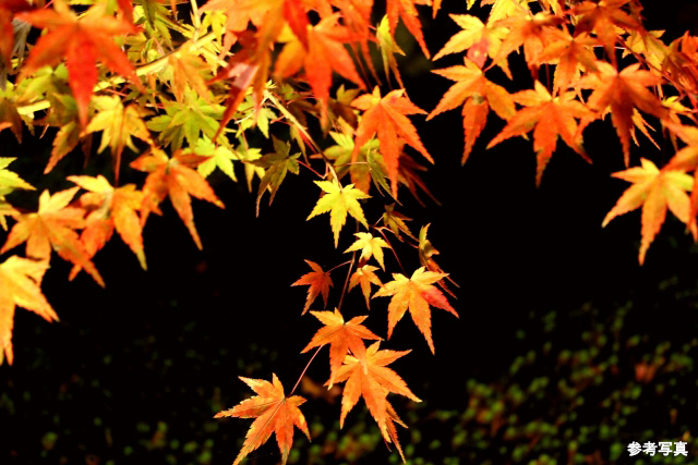 Brillia WELLITH 文京千駄木　借景という美意識