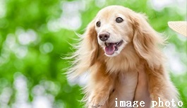 Brillia 浜田山 Comfortable 快適性 ペット飼育可能