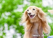 Brillia 成増 The Hilltop　Amenity　アメニティ　ペット足洗い場