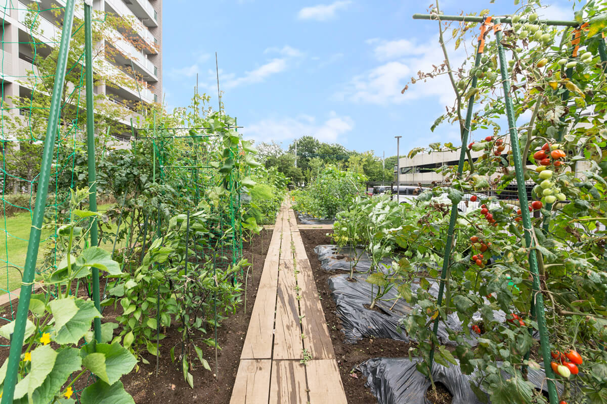 Brillia 多摩ニュータウン 　クラインガルテン（菜園）