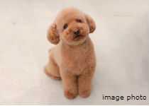 Brillia 上野松が谷　Comfortable　快適性　ペット飼育可