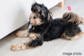 Brillia 小金井桜町　Amenity　アメニティ　ペット飼育可能