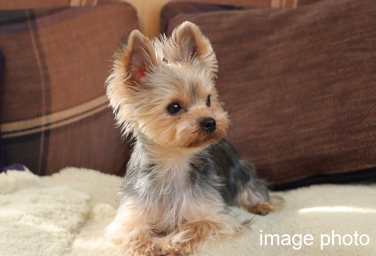 Brillia 品川戸越パークス　ペット足洗い場