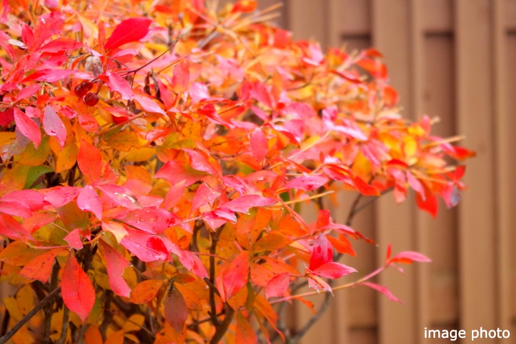 Brillia 一番町　ドウダンツツジ