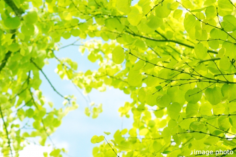 Brillia 一番町　カツラ