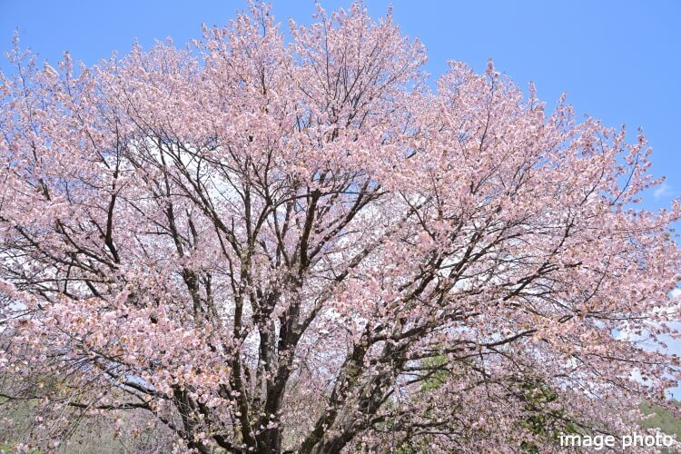 Brillia 一番町　オオヤマザクラ