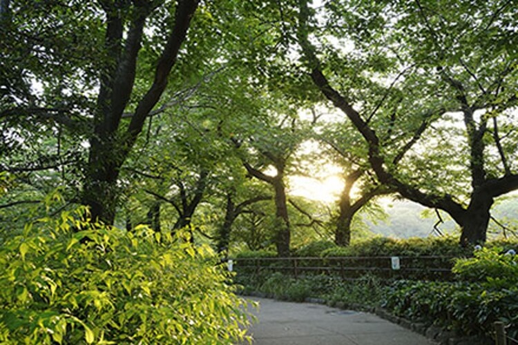 Brillia 一番町　千鳥ヶ淵遊歩道