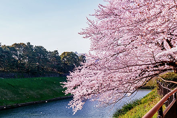 Brillia 一番町　半蔵濠の桜