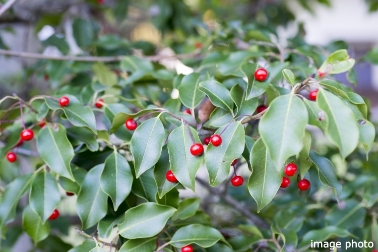 Brillia 一番町　ソヨゴ