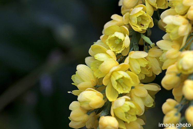 Brillia 一番町　ヒイラギナンテン