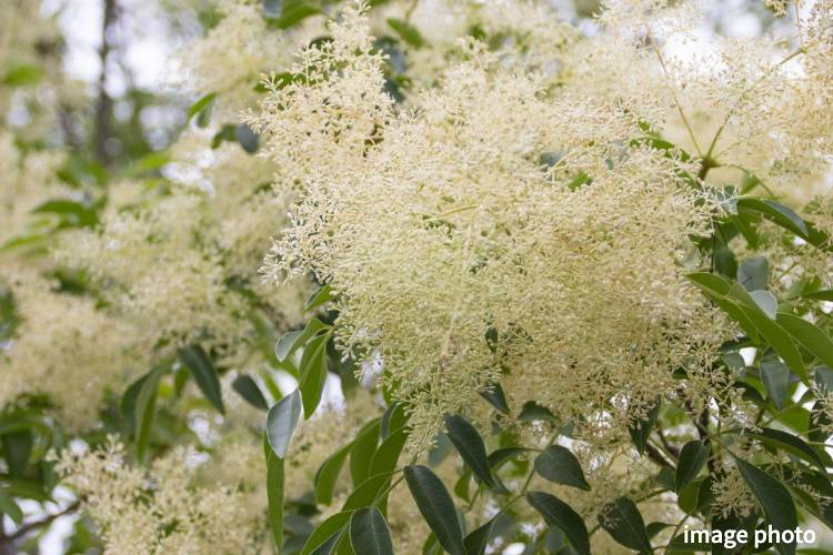 Brillia 浦和仲町　シマトネリコ