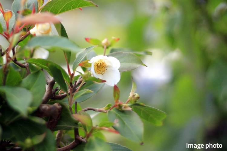Brillia 浦和仲町　ヒメシャラ