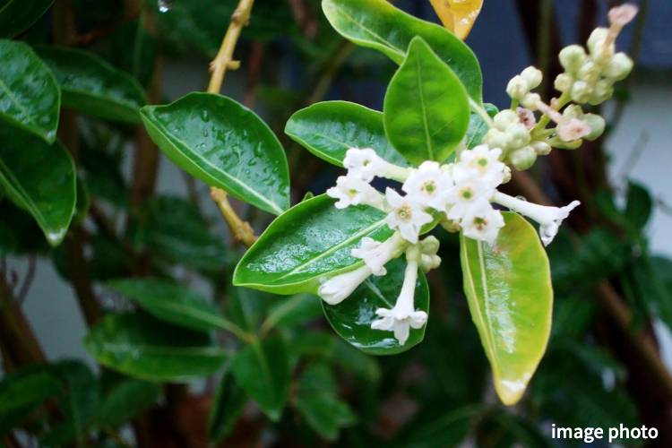 Brillia 浦和仲町　ソヨゴ